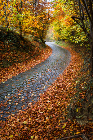 autumn road 2