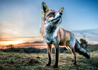 fox imperatrix 4