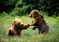 brown bears fighting v3