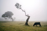 Fanal forest with cow