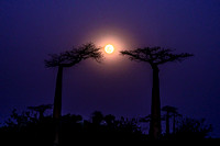 Baobab moonrise