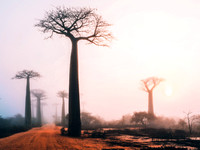 Baobab Avenue Sunrise