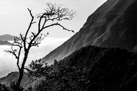 Madeira - Lonely tree