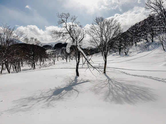 two trees Suginohara