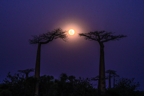 Baobab moonrise