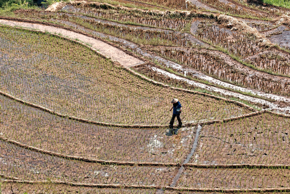 Indonesia, Java - Working the rice fields