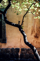 tree and wall Valdemossa